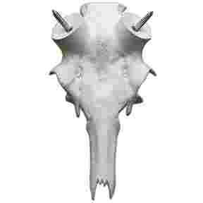 Crâne de cerf 40/45mm